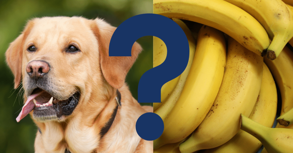 View of Can Dogs Eat Bananas? A Vet’s Opinion - Vetnoms