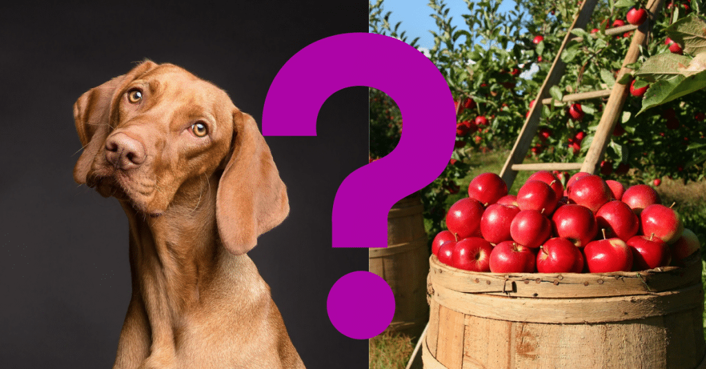 Can Dogs Eat Apples? A Vet's Opinion - Vetnoms
