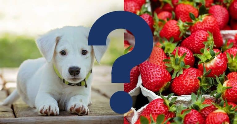 can dogs eat strawberries? A Vet’s Opinion