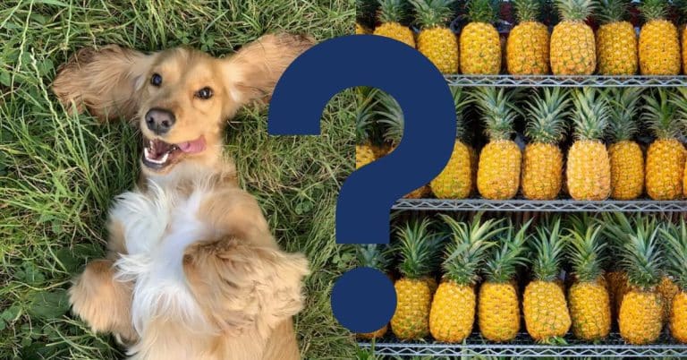 can dogs eat pineapple A Vet’s Opinion