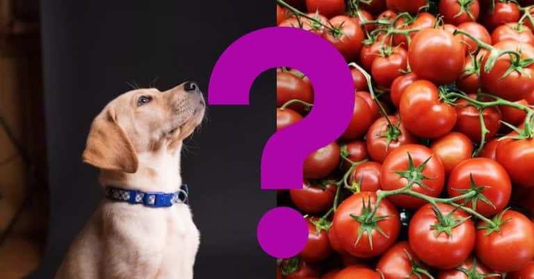can dogs eat tomatos A Vet’s Opinion