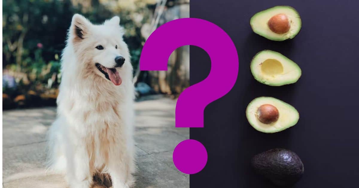 Can Dogs Eat Avocados