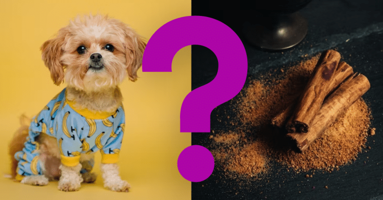 Can Dogs Eat Cinnamon