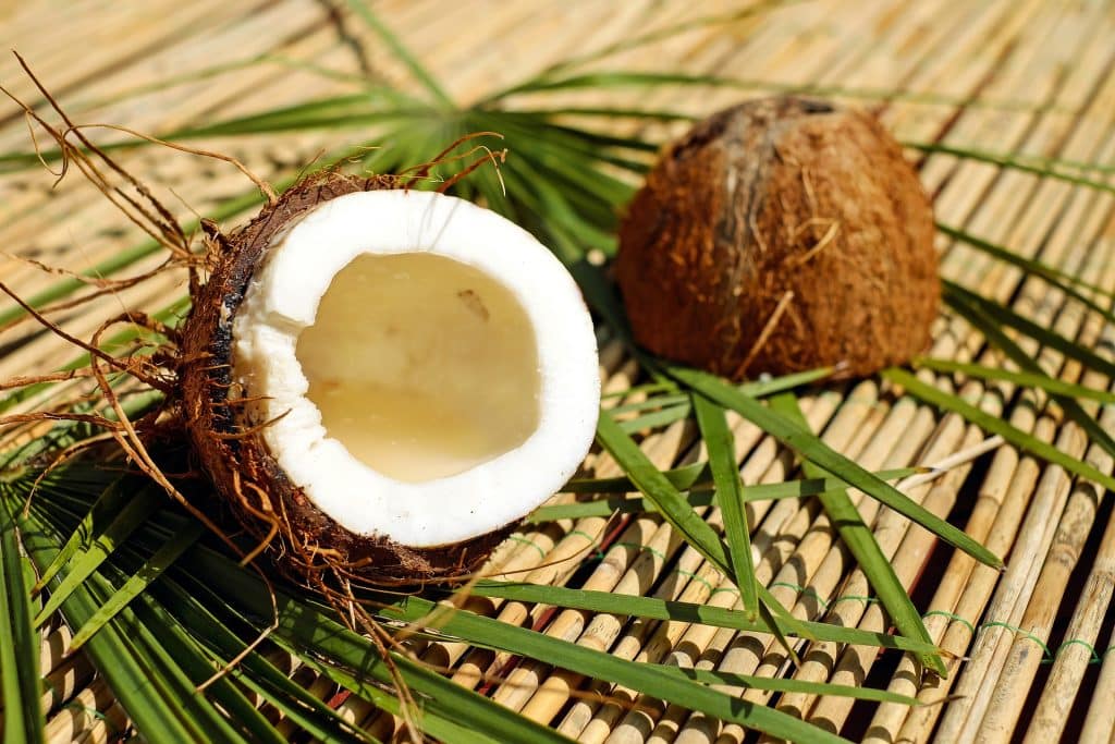 Can Dogs Eat Coconut 2