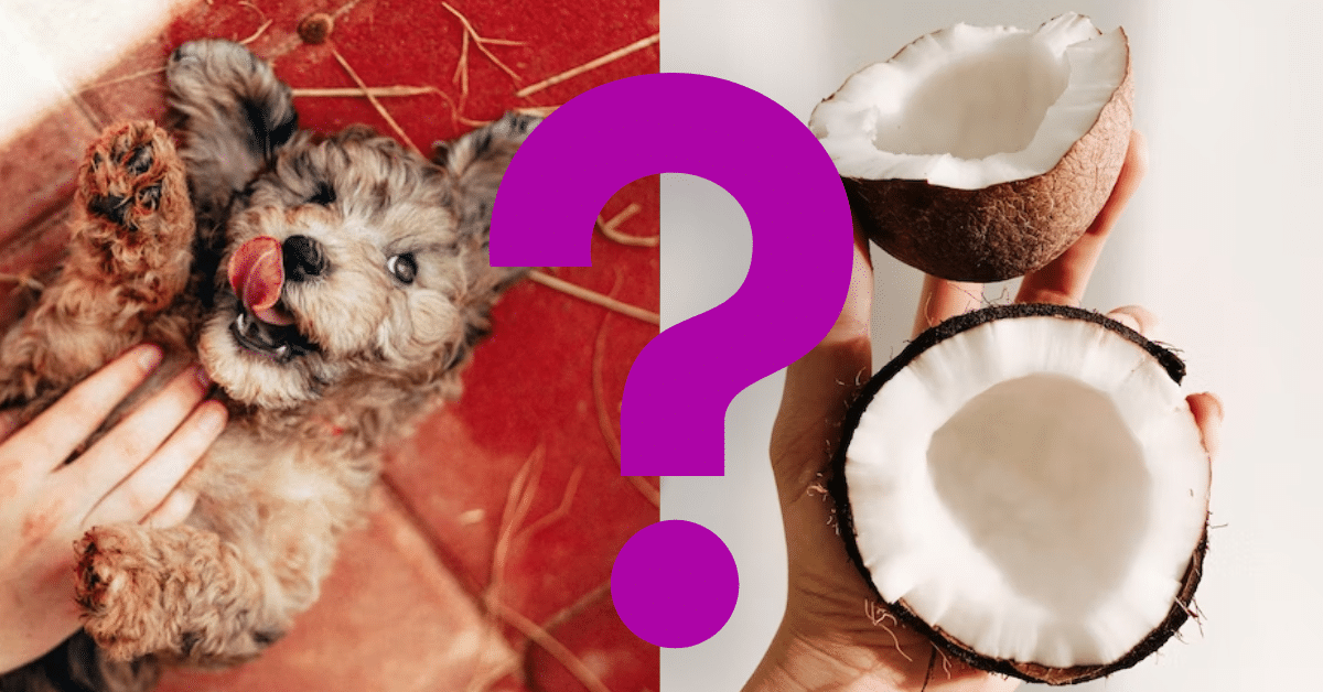Can Dogs Eat Coconut