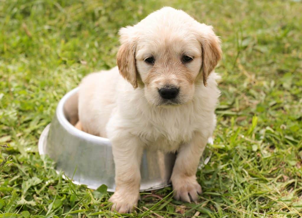 Can Dogs Eat Cucumbers 2