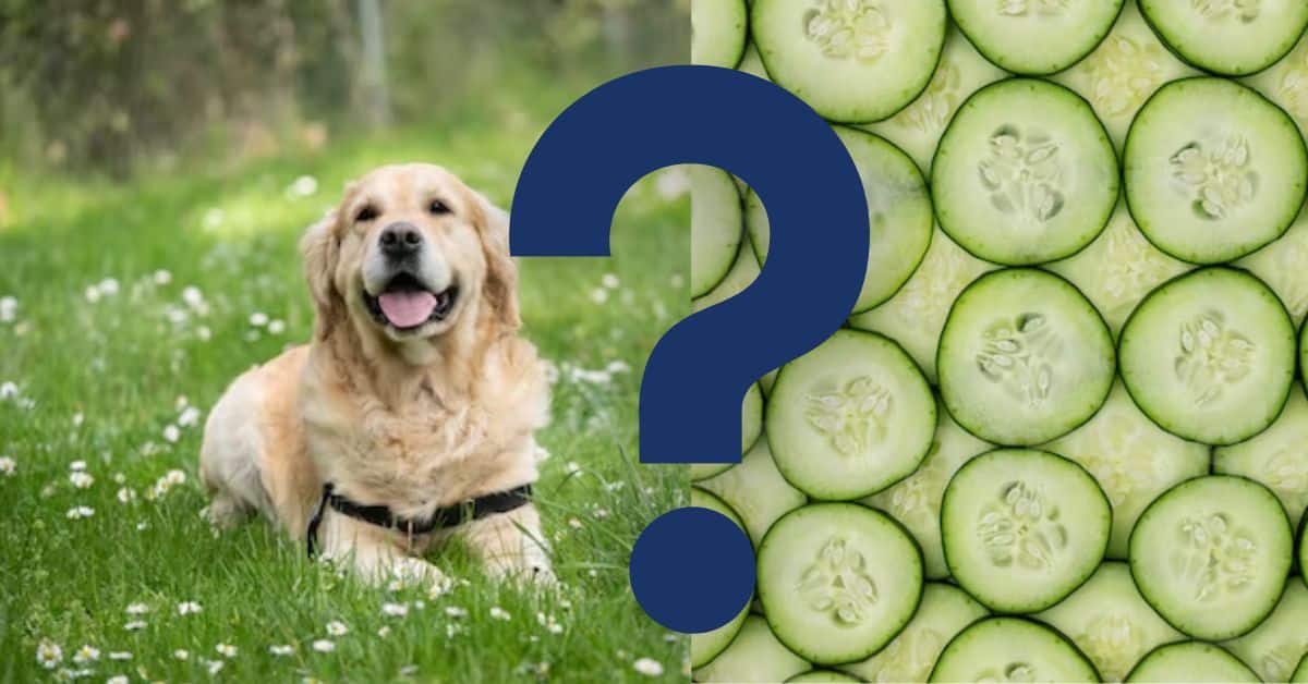 Can Dogs Eat Cucumbers