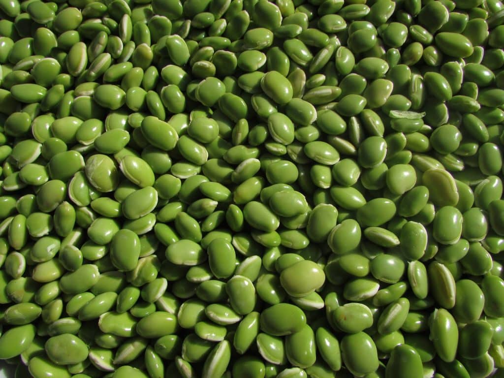 Can Dogs Eat Green Beans 1