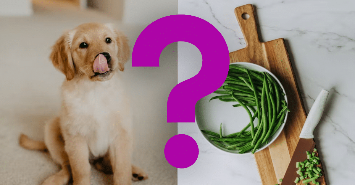 Can Dogs Eat Green Beans