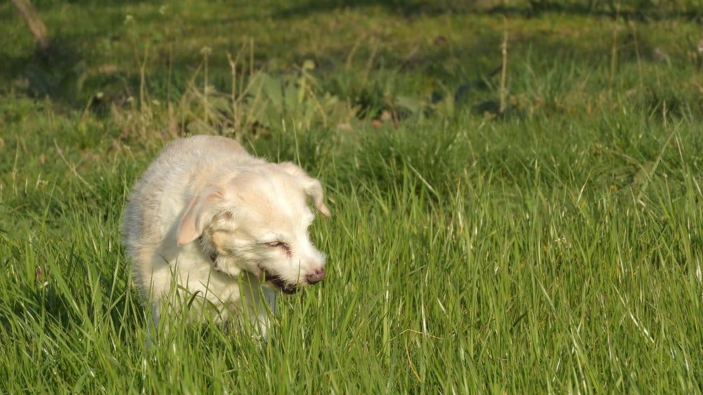 Can Dogs Eat Kiwi 2