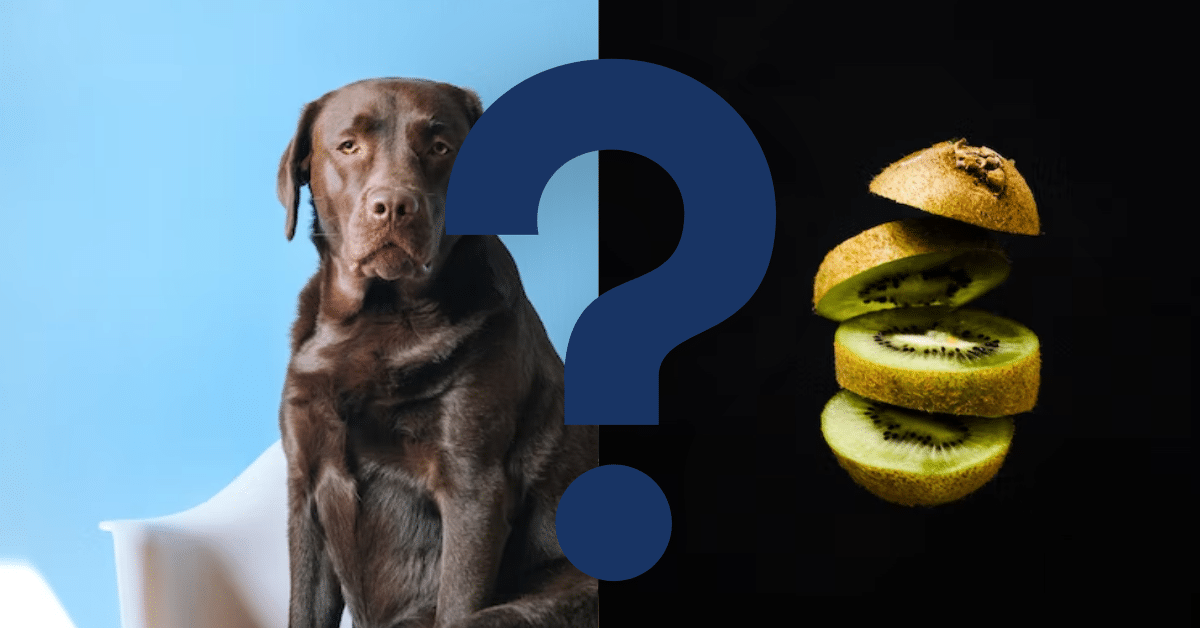 Can Dogs Eat Kiwi