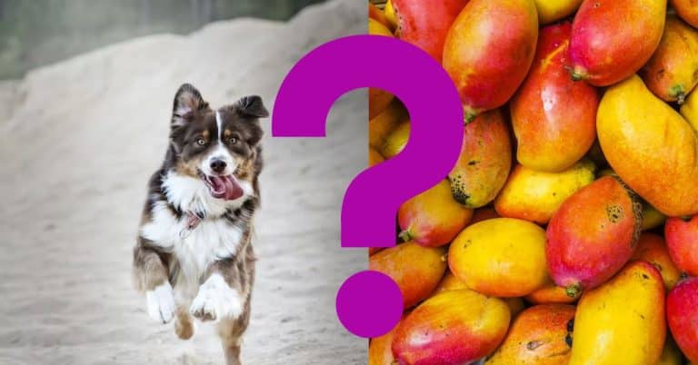 Can Dogs Eat Mangoes