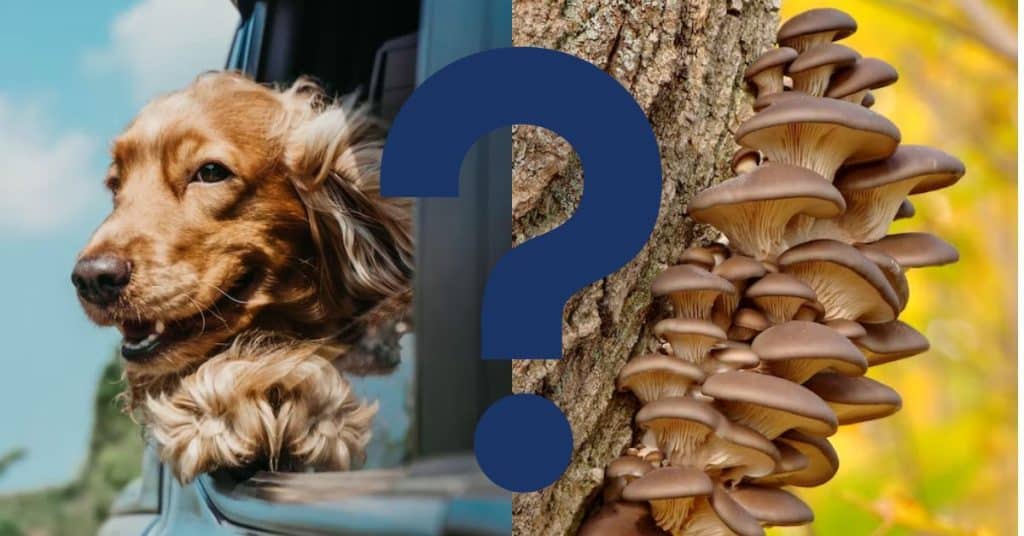 Can Dogs Eat Mushrooms A Vet s Opinion Vetnoms