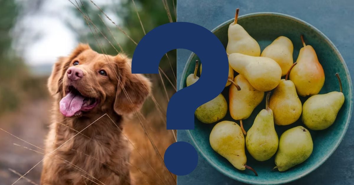 Can Dogs Eat Pears