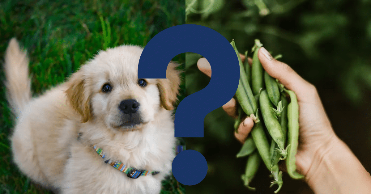 Can Dogs Eat Peas