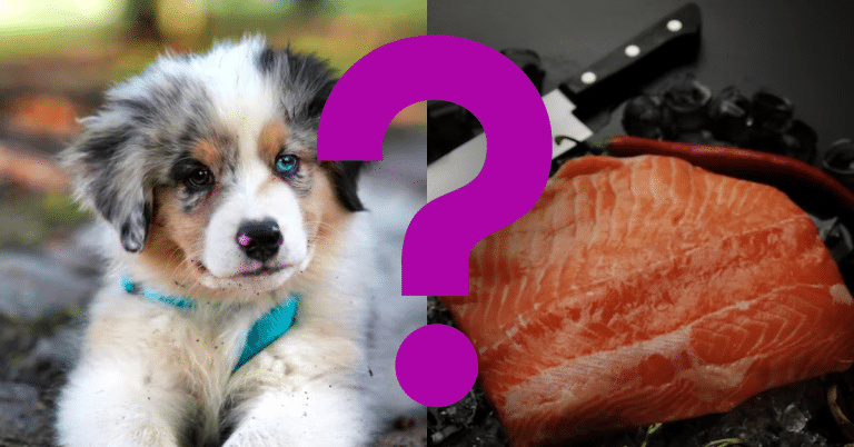 Can Dogs Eat Tuna