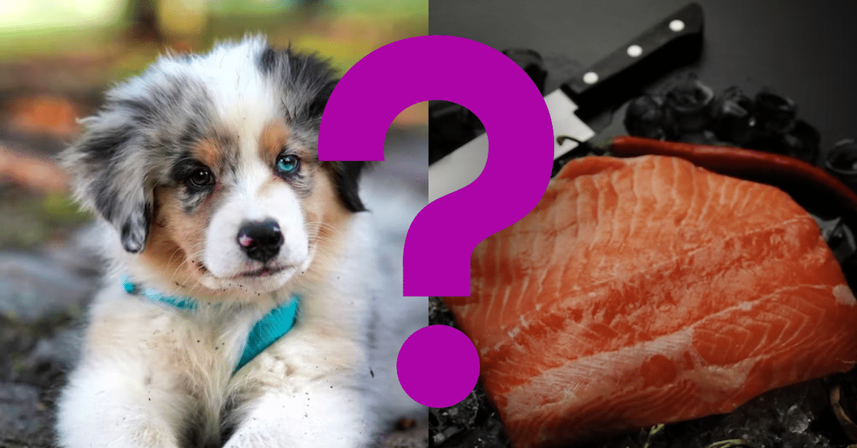 Can Dogs Eat Tuna