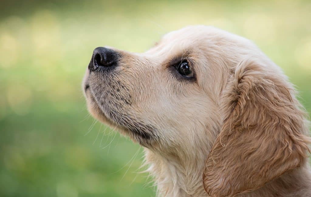 Can Dogs Eat Turkey 1