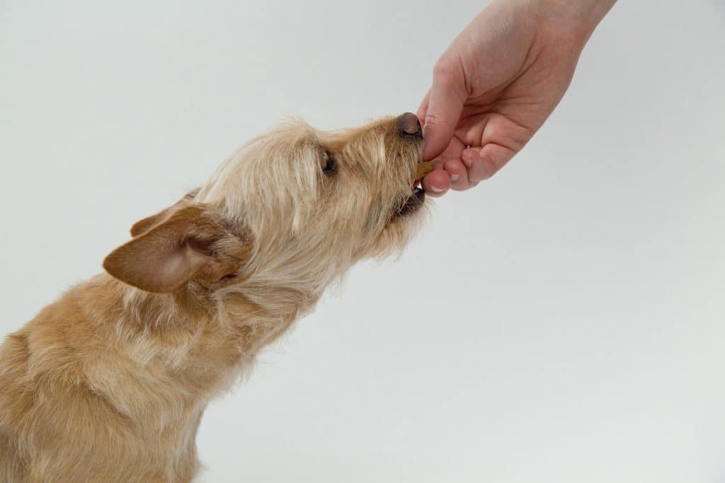 Can Dogs Eat Walnuts 2
