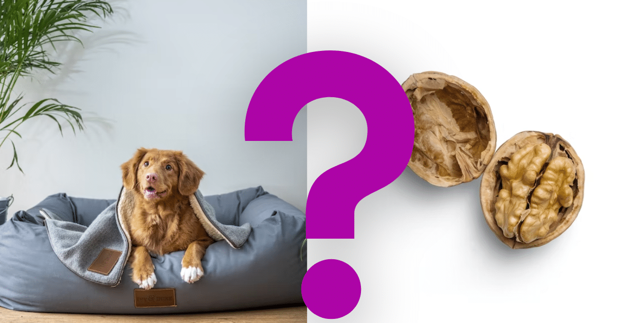 Can Dogs Eat Walnuts
