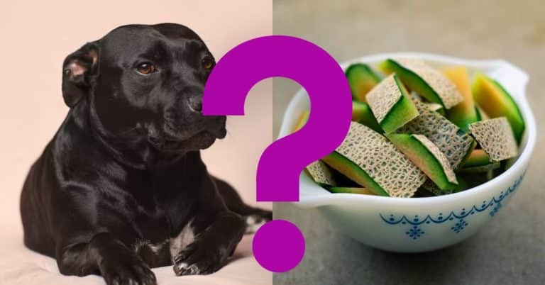 Can dogs eat Cantaloupe