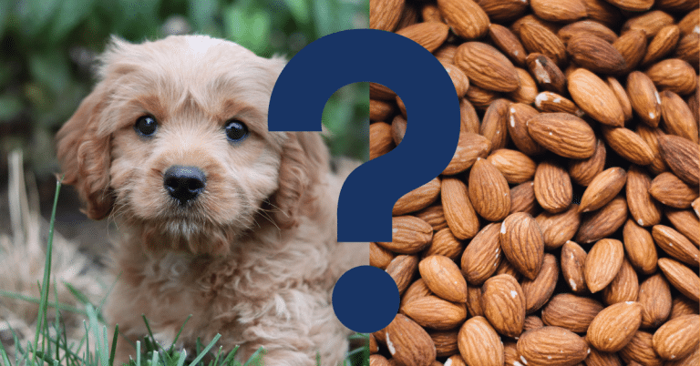 Can Dogs Eat Almonds