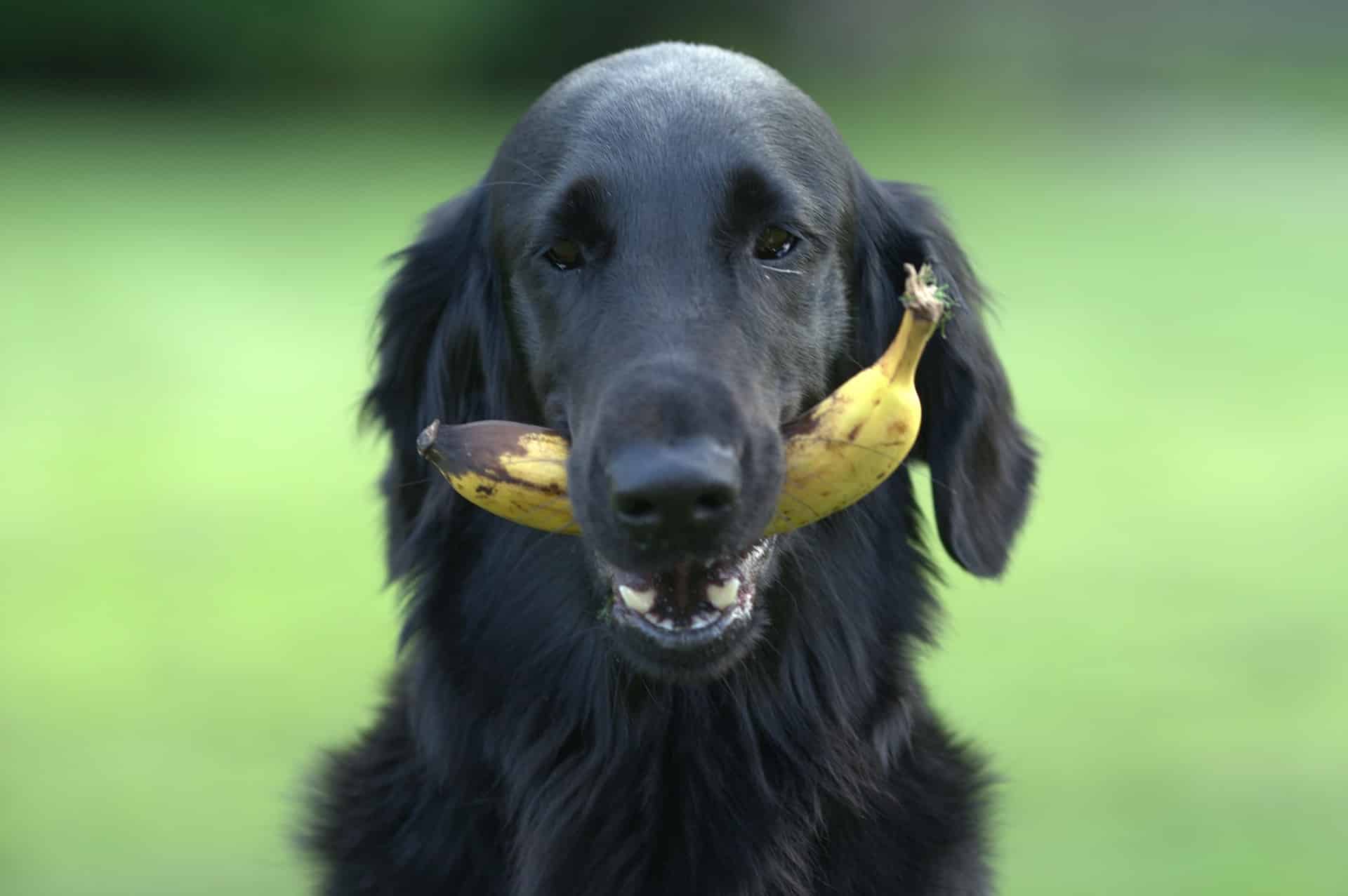 Can Dogs Eat Bananas? A Vet’s Opinion - Vetnoms