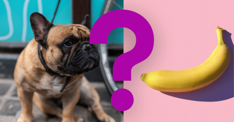 Can Dogs Eat Bananas