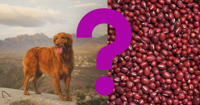 Can Dogs Eat Beans