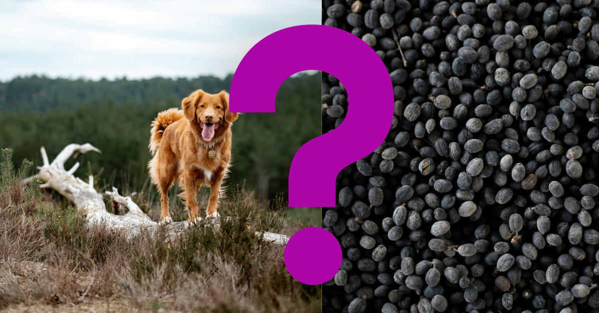 Can Dogs Eat Black Beans