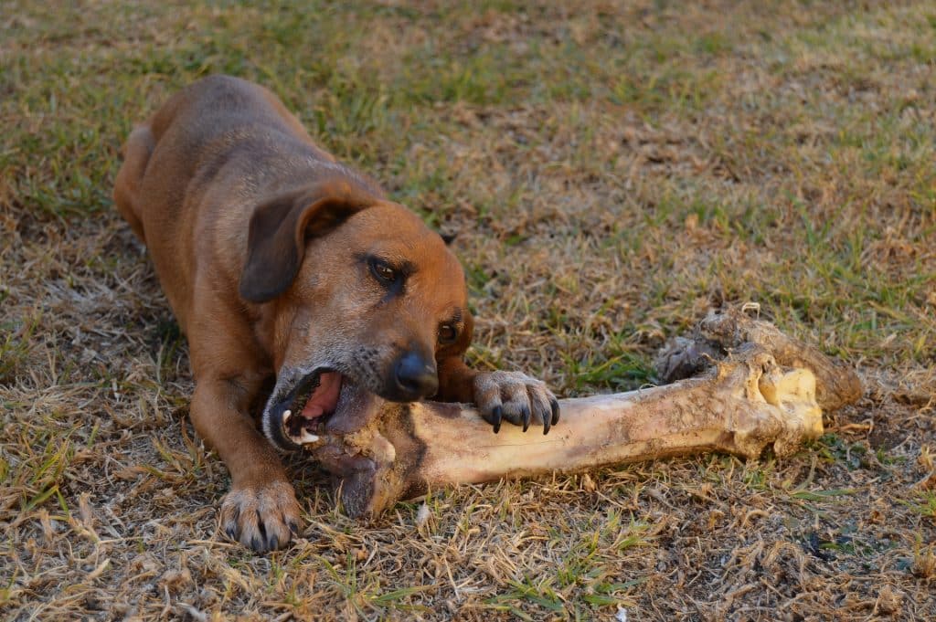 Can Dogs Eat Bones 1