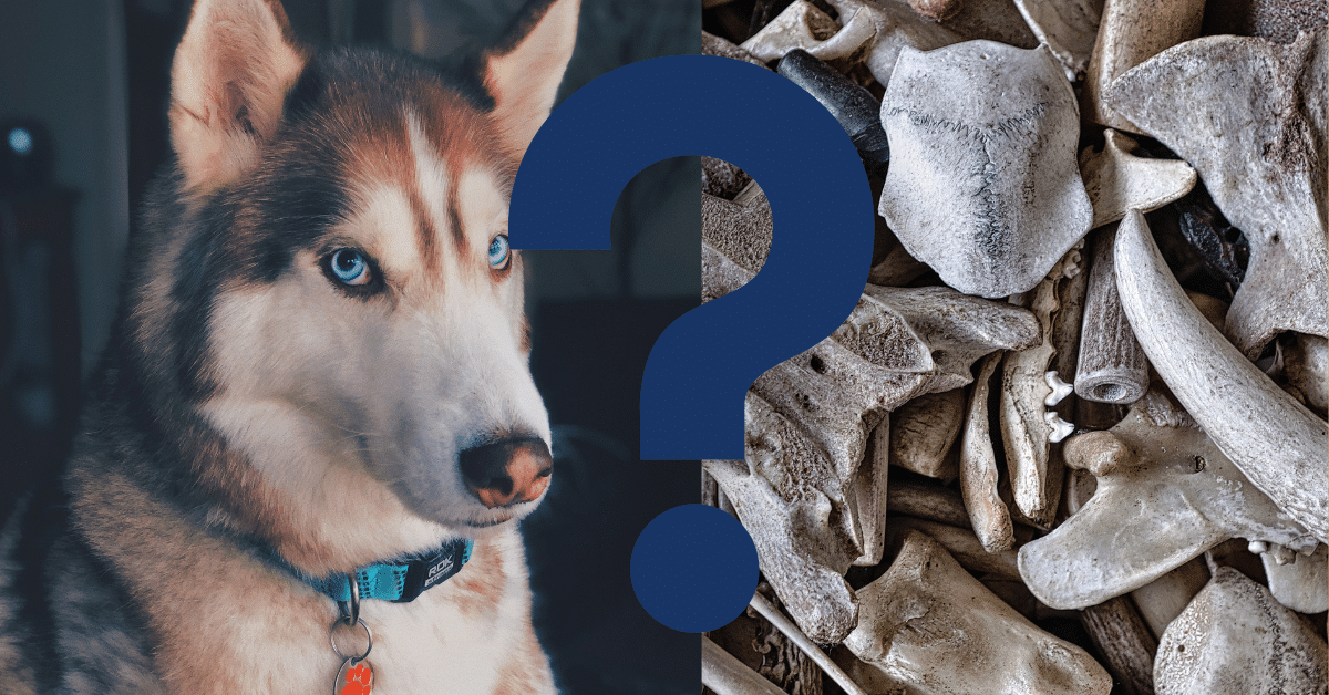 Can Dogs Eat Bones