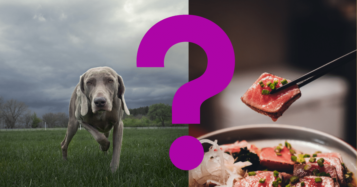 Can Dogs Eat Canned Tuna