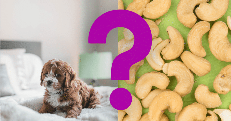 Can Dogs Eat Cashews