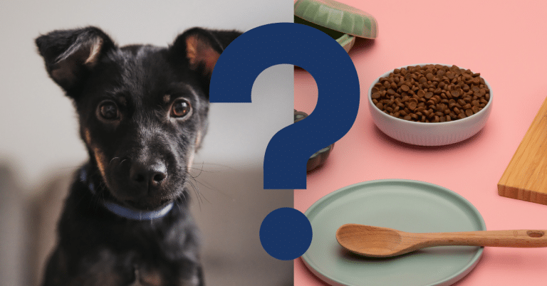 Can Dogs Eat Cat Food
