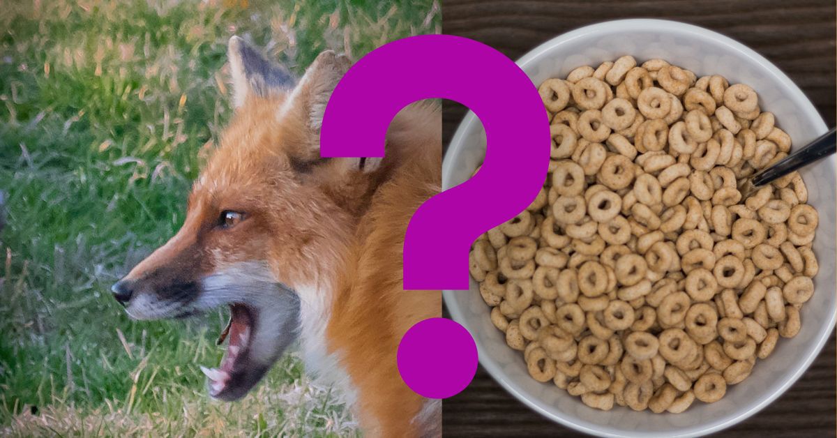 Can Dogs Eat Cheerios