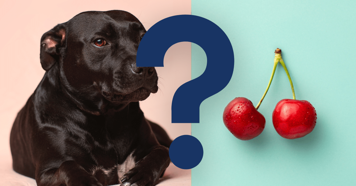 Can Dogs Eat Cherries
