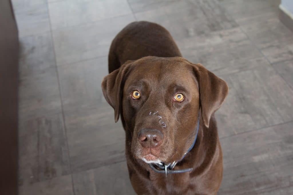Can Dogs Eat Chocolate 2
