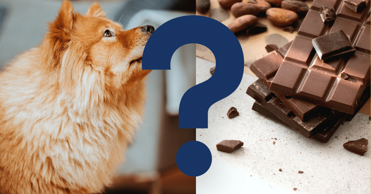 Can Dogs Eat Chocolate