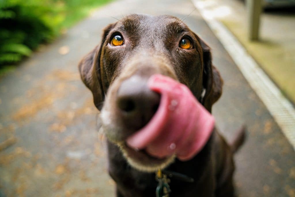 Can Dogs Eat Corn 2