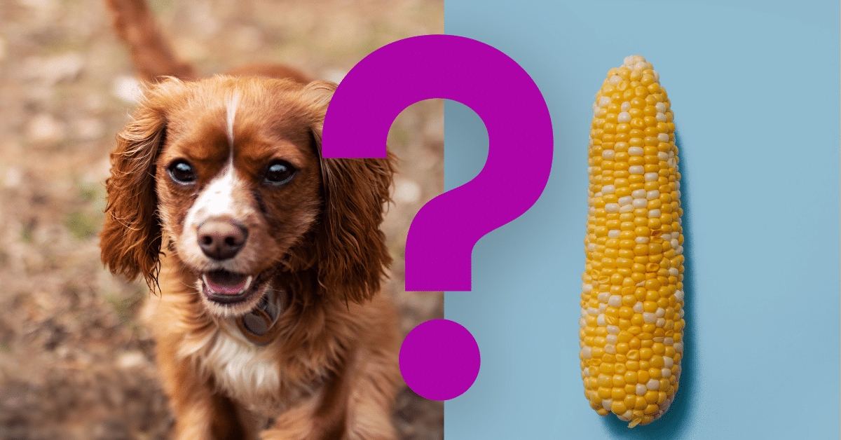 Can Dogs Eat Corn