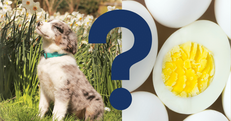 Can Dogs Eat Eggs