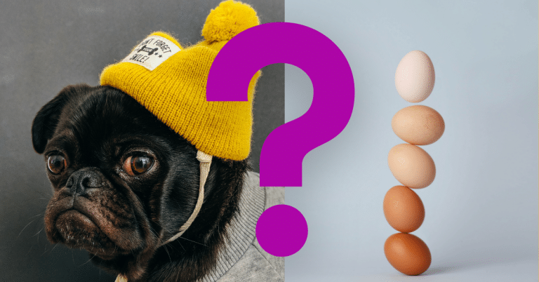 Can Dogs Eat Eggs