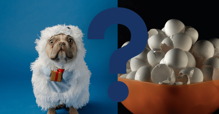 Can Dogs Eat Eggshells