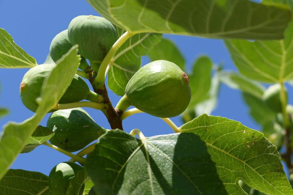 Can Dogs Eat Figs 2