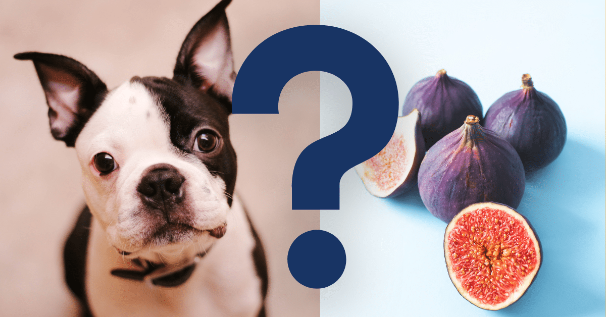 Can Dogs Eat Figs