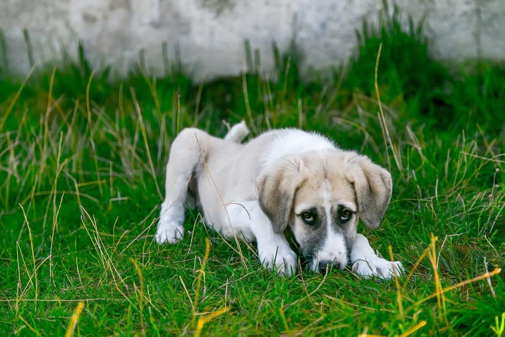 Can Dogs Eat Garlic 2