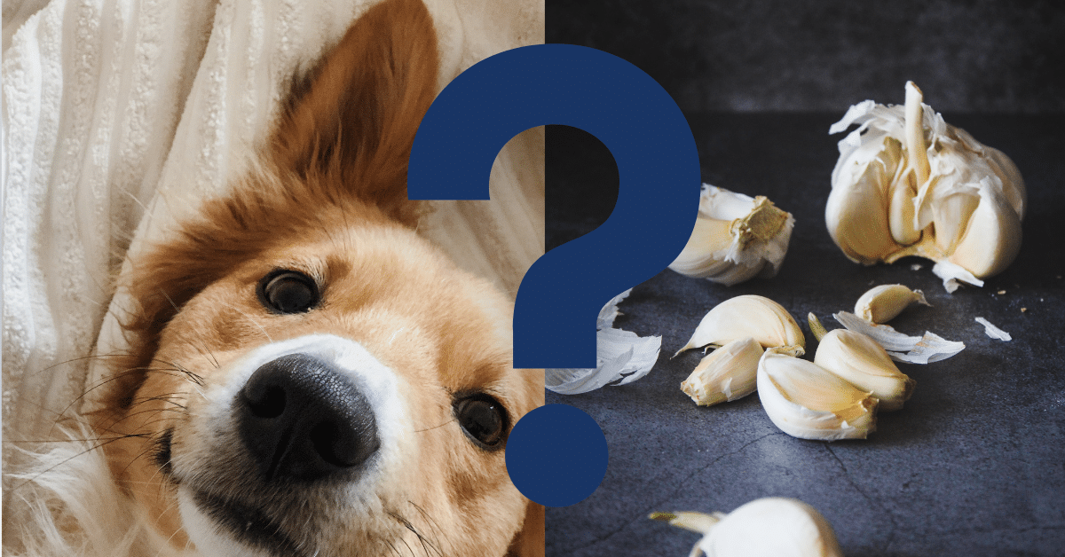 Can Dogs Eat Garlic