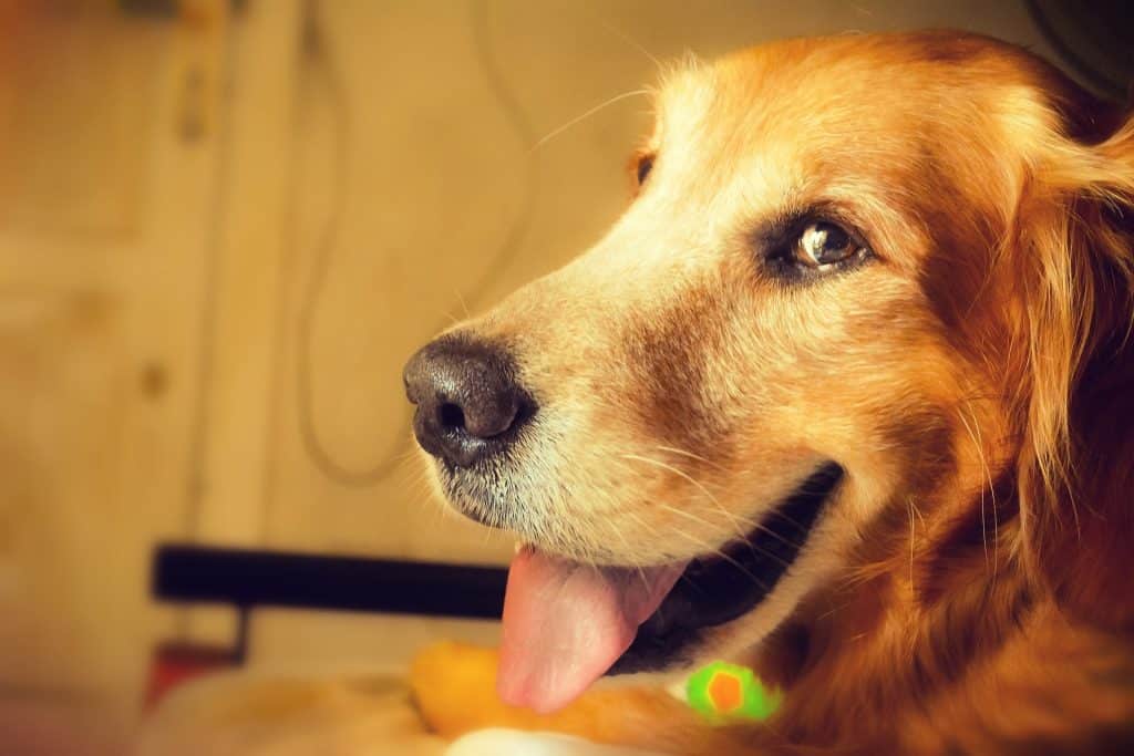 Can Dogs Eat Ginger 2