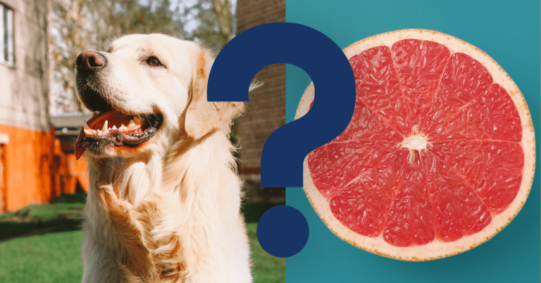 Can Dogs Eat Grapefruit
